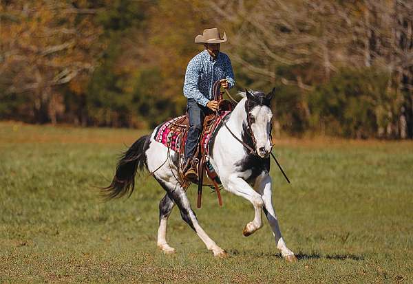 piebald-apha-gelding