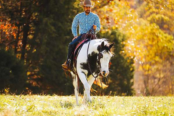 piebald-apha-horse