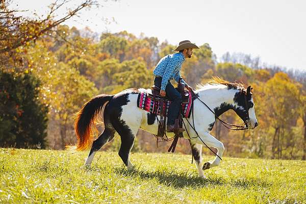 all-around-paint-horse