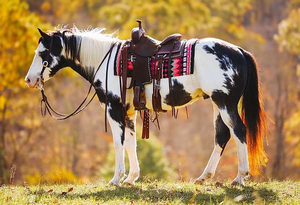 ranch-work-paint-horse