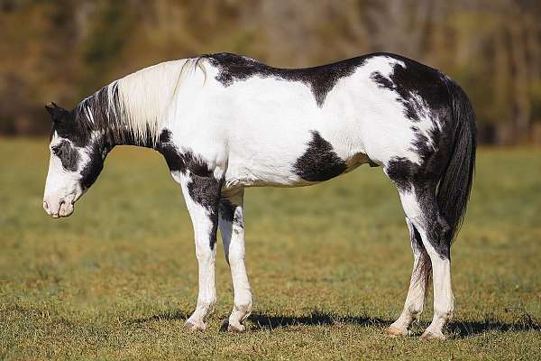 show-paint-horse