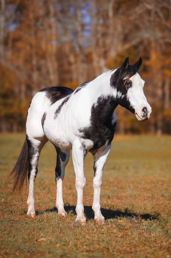 trail-riding-paint-horse