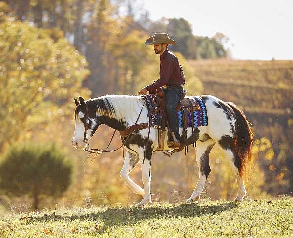 western-riding-paint-horse