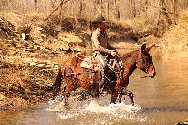 husband-safe-mule