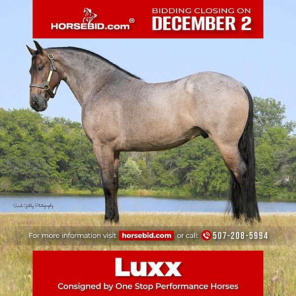 bay-roan-fshr-gelding