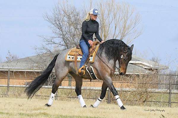 bay-roan-fshr-horse