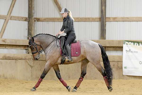 all-around-friesian-horse