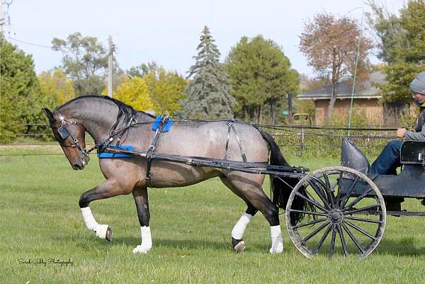 athletic-friesian-horse