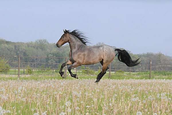 dressage-friesian-horse