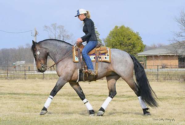 driving-friesian-horse