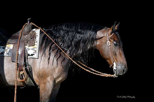 flashy-friesian-horse