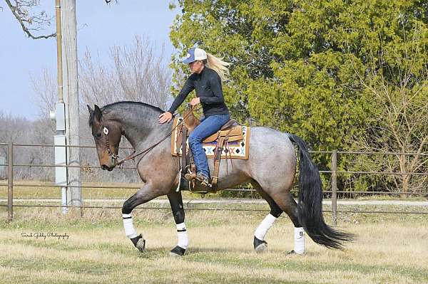 husband-safe-friesian-horse