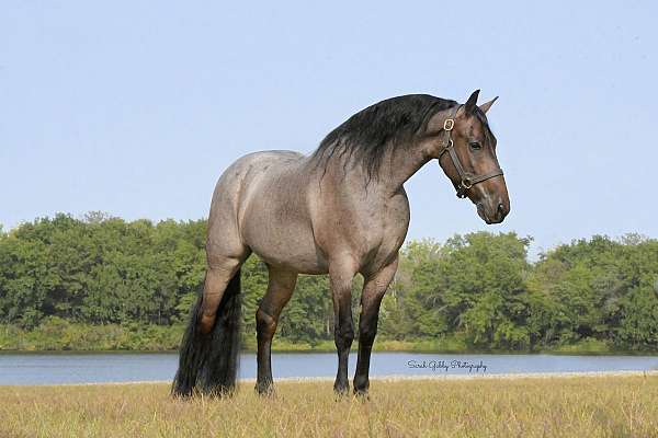 parade-friesian-horse