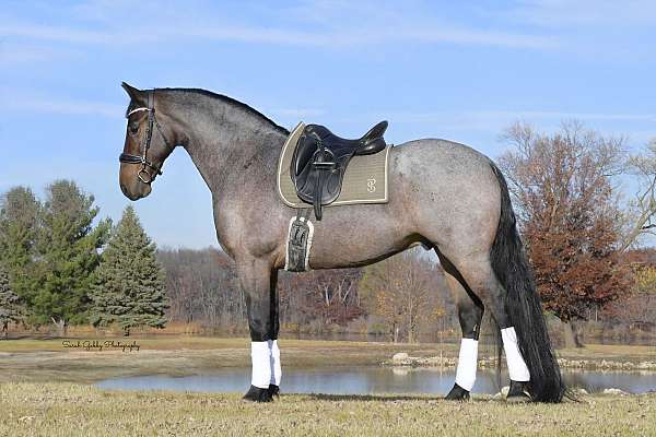 performance-friesian-horse