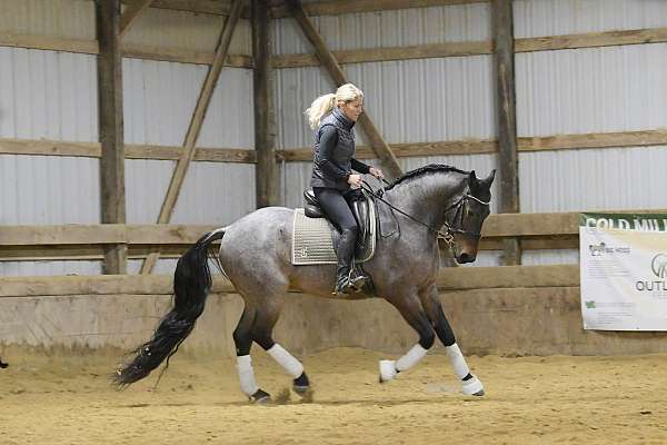 ridden-english-friesian-horse