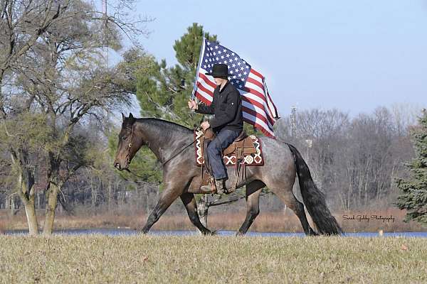 ridden-western-friesian-horse