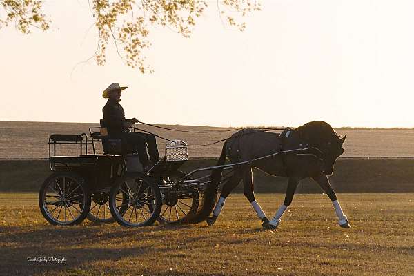 show-friesian-horse