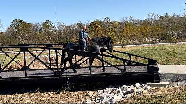 athletic-draft-horse