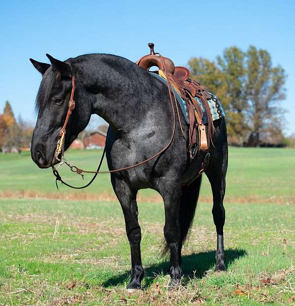 cross-draft-horse