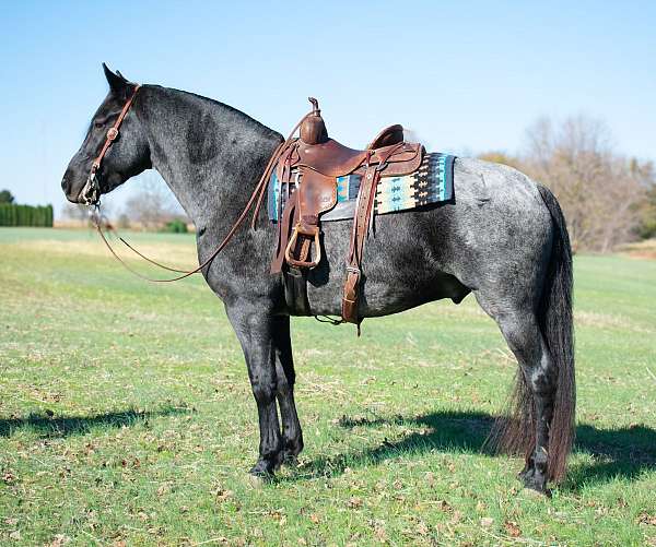 draft-horse