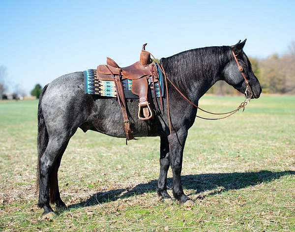 husband-safe-draft-horse