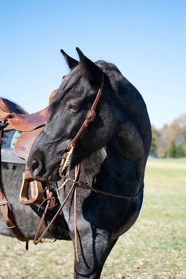 parade-draft-horse