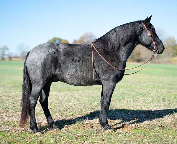 performance-draft-horse