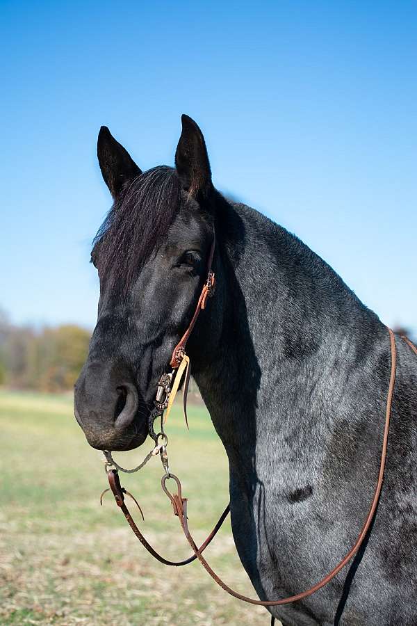 ranch-work-draft-horse