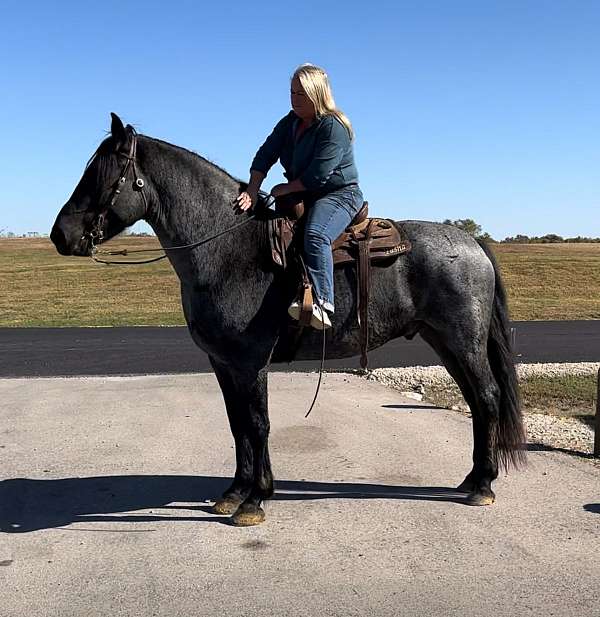 show-draft-horse