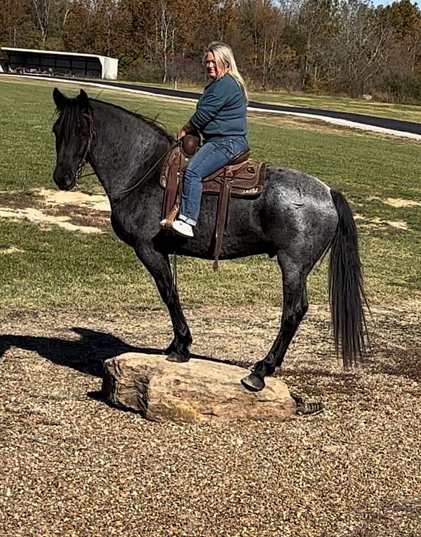 trail-riding-draft-horse