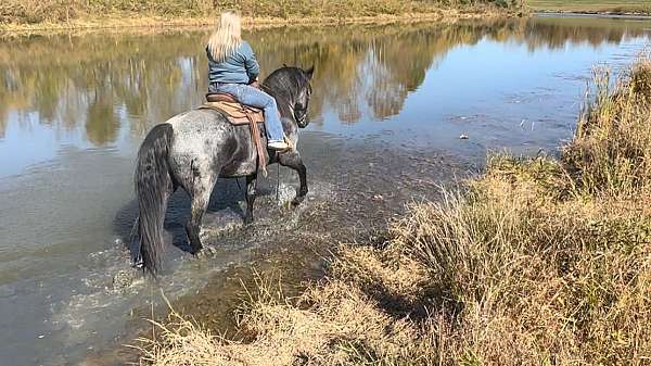 blue-roan-all-around-horse