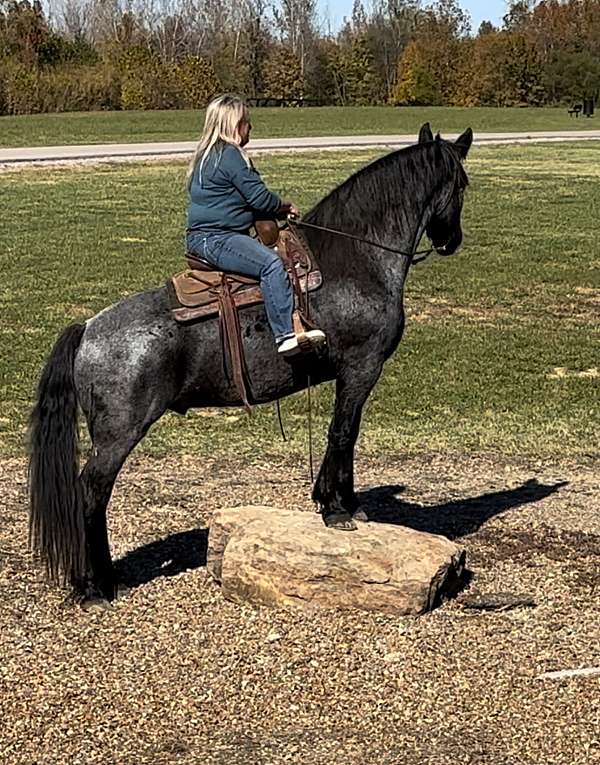 western-riding-draft-horse