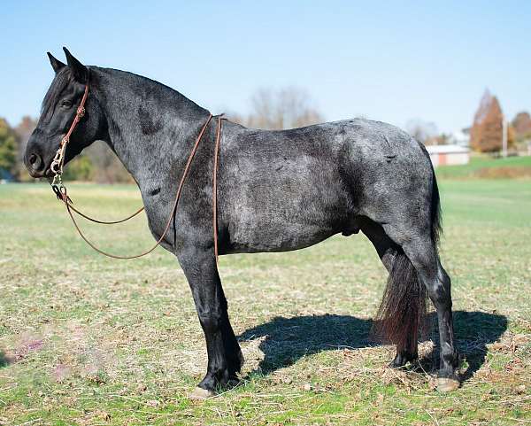 blue-roan-athletic-horse