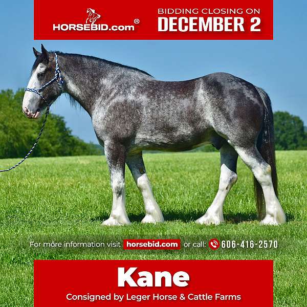 blue-roan-clydesdale-gelding