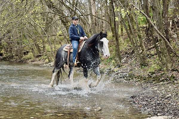 blue-roan-cbusa-horse