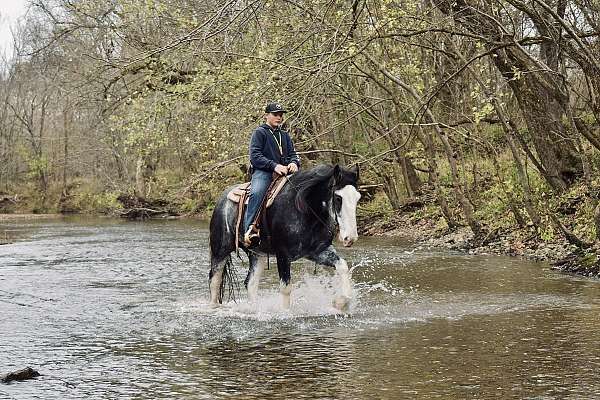 blue-roan-clydesdale-for-sale