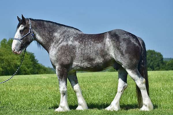 blue-roan-clydesdale-horse