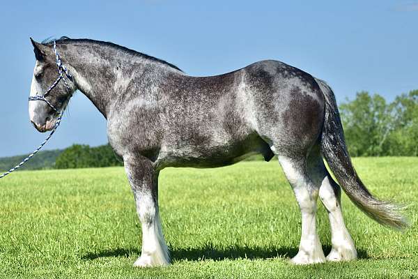 blue-roan-clydesdale