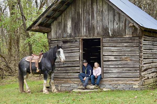 all-around-clydesdale-horse