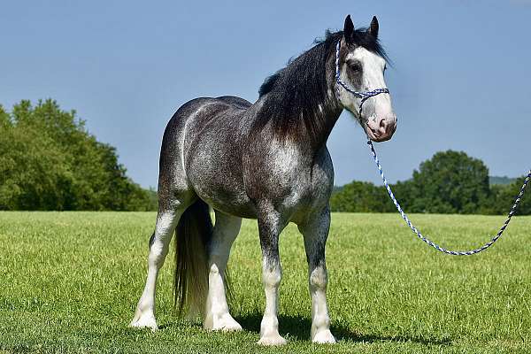 athletic-clydesdale-horse