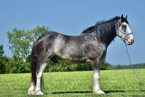 driving-clydesdale-horse