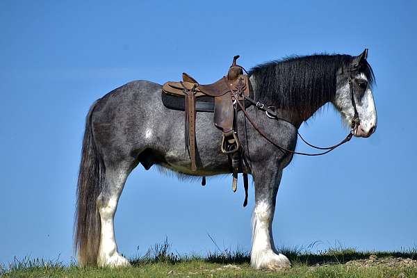 flashy-clydesdale-horse