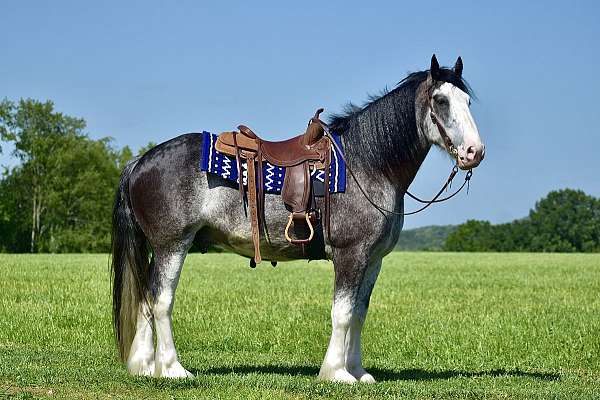 husband-safe-clydesdale-horse