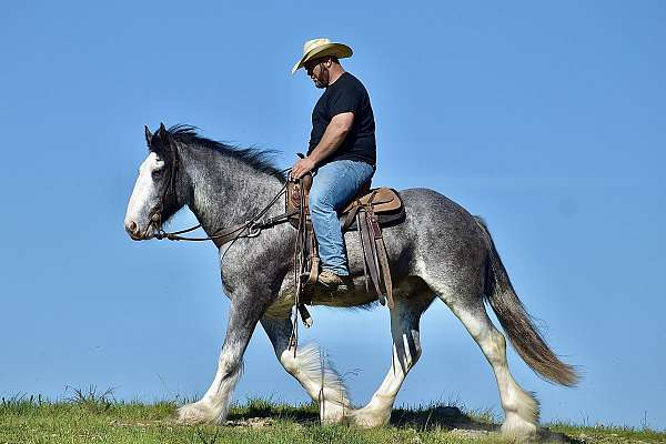 performance-clydesdale-horse