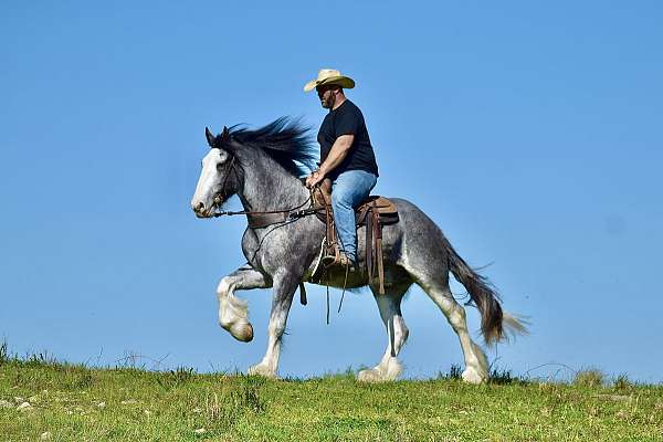 ranch-versatility-clydesdale-horse