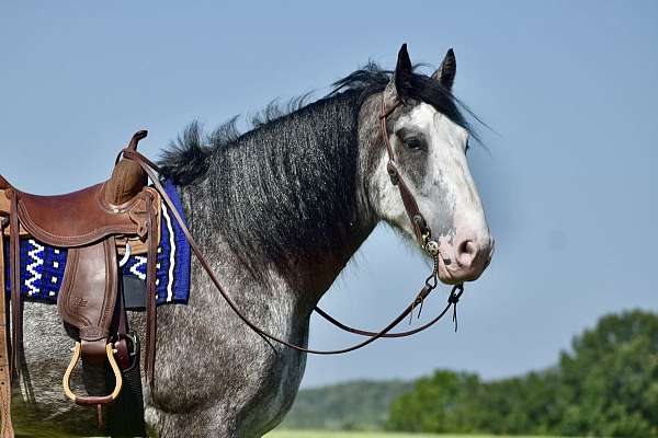 ranch-work-clydesdale-horse