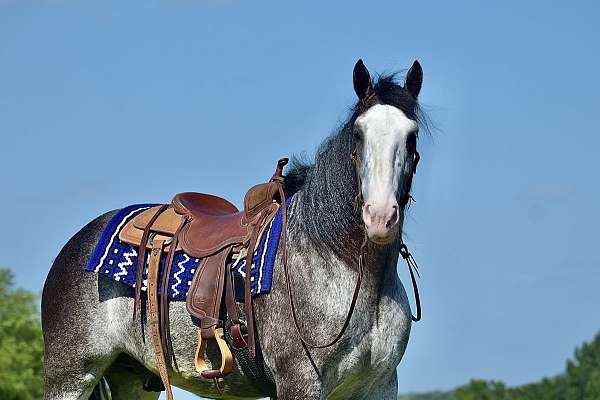 roping-clydesdale-horse