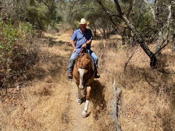 athletic-quarter-horse