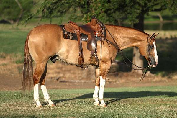 calf-roping-quarter-horse