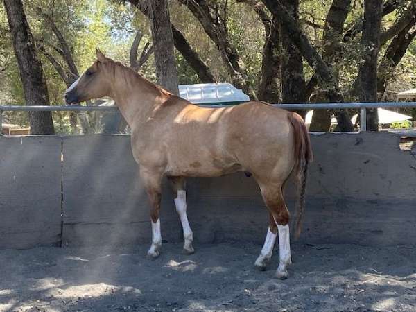 flashy-quarter-horse